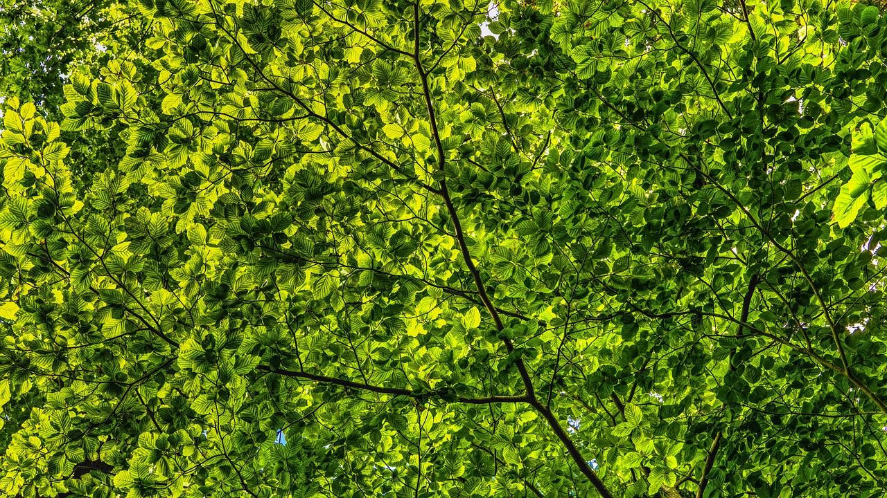 How Green Energy Solutions can Revitalize Rural Communities